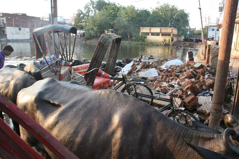 India & Nepal 2011 - 0743